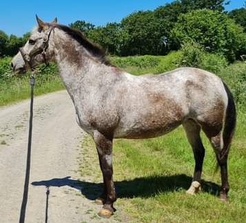 Quenia - Bai varnish testée EE AA LPlp  - appartenant à Marie Chr