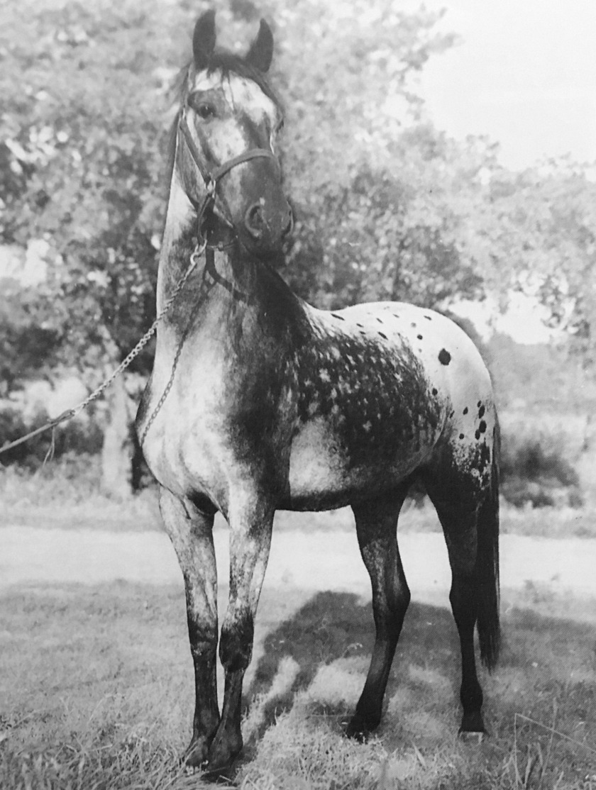 TOBIANNA (Toby I x Lewi's mare) - qui a engendré PRATT TOBY SECRET avec l'étalon SECRET PIRAMID