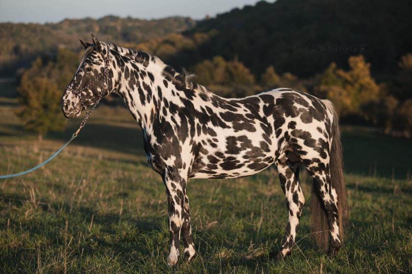 Dakota - Etalon ONC noir léopard - de l'élevage du Baki