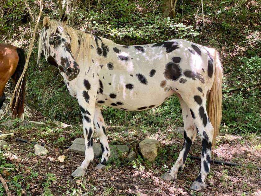 Jument ONC noir léopard - de l'élevage du Baki