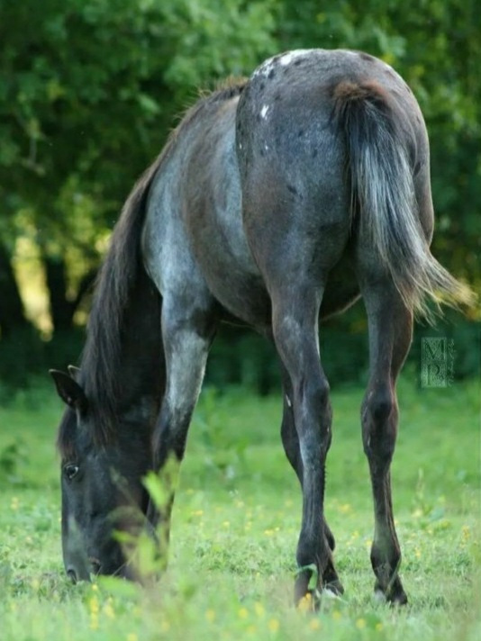 Nanooks Mistic Naya - Appaloosa fondation black spotted varnish Ee aa LPlp négative au patn1 - appartenant à Mélanie Pesce