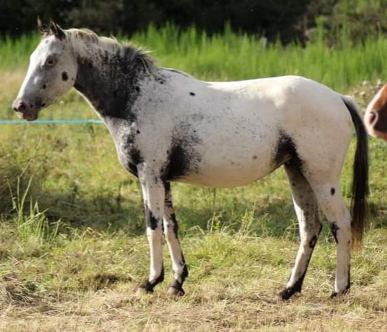 Jasmine hoy - Jument OC black near-fewspot Ee aa LPLP PATN1PATN1 nd1nd2 - de l'élevage El Ishhara