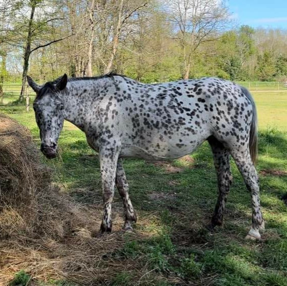 Bajka - Malapolski bai léopard - appartenant à June Hope