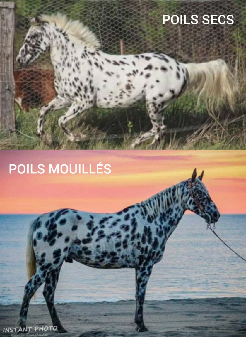 Appaloosa noir léopard - appartenant à Cindy Western Horses