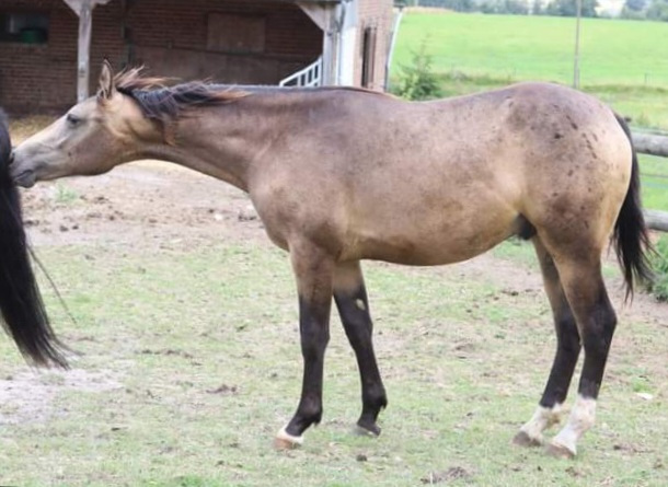 Monsieur Cool - Croisé SF x Welsh partbred - appartenant à Marie Hindié