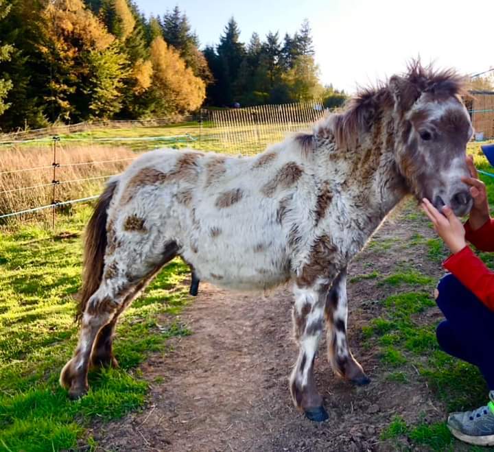 Minisiku coeur des lacs - Cheval miniature français classic champagne LP - de l'association "Mon petit carrousel"