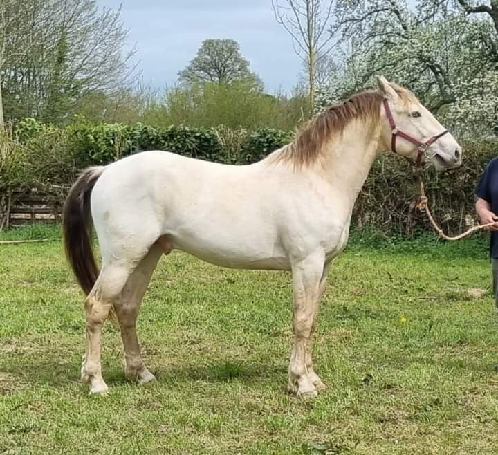 Jackpot de Corbion - Etalon OC Amber champagne varnish testé EE AA CH/n LPLP PATN1/n - appartenant à Eurielle Hamon